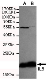 IL8 / Interleukin 8 Antibody - Western blot detection of IL8 in CHO-K1 transfected by IL8-PDGFR fusion protein cell lysate using IL8 mouse monoclonal antibody (1:500(A)-1:1000(B) diluted).