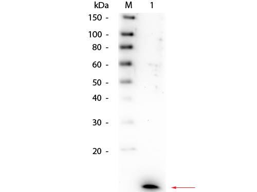 IL8 / Interleukin 8 Antibody - Western Blot of Rabbit anti-Human IL-8 Antibody. Lane 1: Recombinant Human IL-8. Load: 50 ng per lane. Primary antibody: Rabbit anti-Human IL-8 Antibody 1:1,000 overnight at 4°C. Secondary antibody: HRP Goat-a-rabbit secondary antibody at 1:40,000 for 30 min at RT.