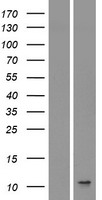 IL8 / Interleukin 8 Protein - Western validation with an anti-DDK antibody * L: Control HEK293 lysate R: Over-expression lysate