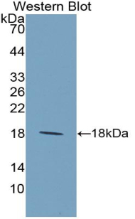 IL9 Antibody - Western blot of recombinant IL9.