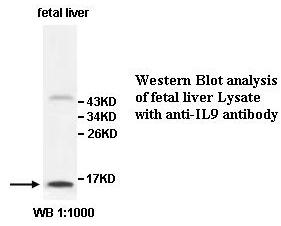IL9 Antibody