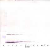IL9 Antibody - Western Blot (non-reducing) of Interleukin-9 / IL-9 antibody. This image was taken for the unconjugated form of this product. Other forms have not been tested.