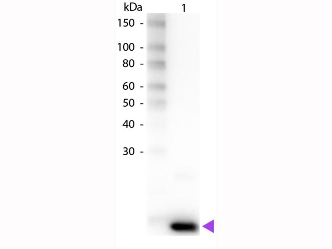 IL9 Antibody - Western Blot of Rabbit anti-Human IL-9 Biotin Conjugated Antibody. Lane 1: Human IL-9. Lane 2: None. Load: 50 ng per lane. Primary antibody: Human IL-9 primary antibody at 1:1,000 overnight at 4°C. Secondary antibody: Peroxidase streptavidin secondary antibody at 1:40,000 for 30 min at RT.