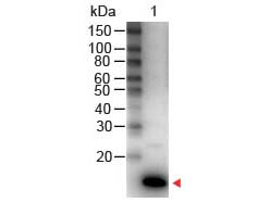 IL9 Antibody - IL-9 Antibody Peroxidase Conjugated Western Blot. Western Blot of Rabbit anti-IL-9 Antibody Peroxidase Conjugated Lane 1: Human IL-9 Load: 50 ng per lane Secondary antibody: IL-9 Antibody Peroxidase Conjugated at 1:1000 for 30 min at RT Block: MB-070 for 30 min RT Predicted/Observed size: 14 kD, 14 kD. This image was taken for the unconjugated form of this product. Other forms have not been tested.