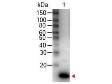 IL9 Antibody - IL-9 Antibody Peroxidase Conjugated Western Blot. Western Blot of Rabbit anti-IL-9 Antibody Peroxidase Conjugated Lane 1: Human IL-9 Load: 50 ng per lane Secondary antibody: IL-9 Antibody Peroxidase Conjugated at 1:1000 for 30 min at RT Block: MB-070 for 30 min RT Predicted/Observed size: 14 kD, 14 kD. This image was taken for the unconjugated form of this product. Other forms have not been tested.