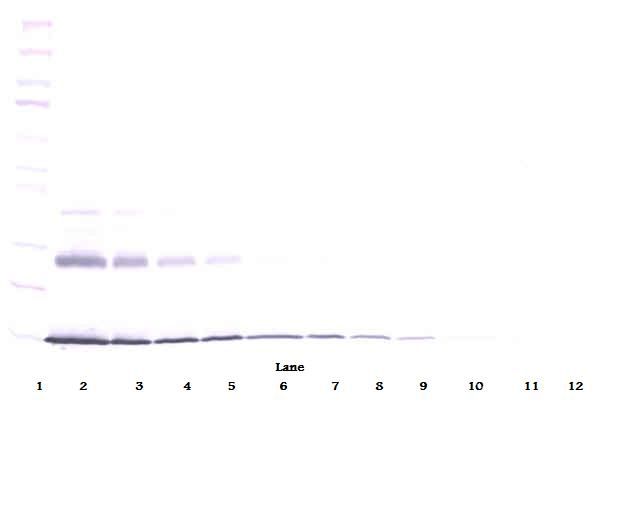 IL9 Antibody - Western Blot (non-reducing) of Interleukin-9 / IL-9 antibody. This image was taken for the unconjugated form of this product. Other forms have not been tested.