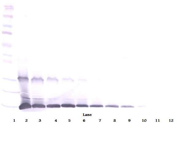 IL9 Antibody - Western Blot (reducing) of Interleukin-9 / IL-9 antibody. This image was taken for the unconjugated form of this product. Other forms have not been tested.