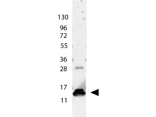 IL9 Antibody - Anti-IL-9 Antibody - Western Blot. anti-Human IL-9 antibody shows detection of a band ~15 kD in size corresponding to recombinant human IL-9. The identity of the faint higher molecular weight band may represent a homodimer. Molecular weight markers are also shown (left). After transfer, the membrane was blocked overnight with 3% BSA in TBS followed by reaction with primary antibody at a 1:1000 dilution. Detection occurred using peroxidase conjugated anti-Rabbit IgG (LS-C60865) secondary antibody diluted 1:40000 in blocking buffer (p/n MB-070) for 30 min at RT followed by reaction with FemtoMax chemiluminescent substrate. Image was captured using VersaDoc MP 4000 imaging system (Bio-Rad).