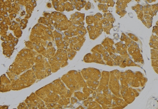 IL9 Antibody - 1:100 staining human pancreas tissue by IHC-P. The sample was formaldehyde fixed and a heat mediated antigen retrieval step in citrate buffer was performed. The sample was then blocked and incubated with the antibody for 1.5 hours at 22°C. An HRP conjugated goat anti-rabbit antibody was used as the secondary.