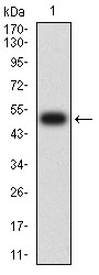 IL9R / CD129 Antibody - Western blot analysis using CD129 mAb against human CD129 (AA: extra 41-270) recombinant protein. (Expected MW is 51.9 kDa)