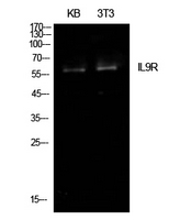IL9R / CD129 Antibody - Western Blot analysis of extracts from KB, NIH-3T3 cells using IL9R Antibody.