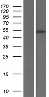 IL9R / CD129 Protein - Western validation with an anti-DDK antibody * L: Control HEK293 lysate R: Over-expression lysate