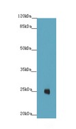 ILEI / FAM3C Antibody - Western blot. All lanes: FAM3C antibody at 4 ug/ml+A40- whole cell lysate Goat polyclonal to rabbit at 1:10000 dilution. Predicted band size: 25 kDa. Observed band size: 25 kDa.