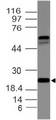 ILEI / FAM3C Antibody - Fig-1: Western blot analysis of FAM3C. Anti-FAM3C antibody was used at 1 µg/ml on h Heart lysate.