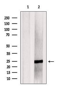ILEI / FAM3C Antibody