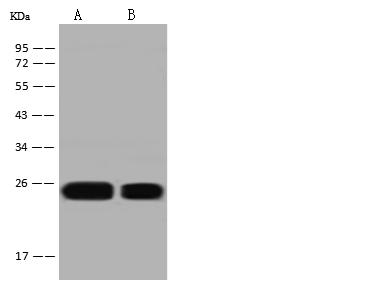 ILEI / FAM3C Antibody - Anti-FAM3C rabbit polyclonal antibody at 1:500 dilution. Lane A: A431 Whole Cell Lysate. Lane B: U-251 MG Whole Cell Lysate. Lysates/proteins at 30 ug per lane. Secondary: Goat Anti-Rabbit IgG (H+L)/HRP at 1/10000 dilution. Developed using the ECL technique. Performed under reducing conditions. Predicted band size: 25 kDa. Observed band size: 25 kDa.
