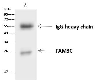 ILEI / FAM3C Antibody - FAM3C was immunoprecipitated using: Lane A: 0.5 mg A431 Whole Cell Lysate. 4 uL anti-FAM3C rabbit polyclonal antibody and 60 ug of Immunomagnetic beads Protein A/G. Primary antibody: Anti-FAM3C rabbit polyclonal antibody, at 1:100 dilution. Secondary antibody: Goat Anti-Rabbit IgG (H+L)/HRP at 1/10000 dilution. Developed using the ECL technique. Performed under reducing conditions. Predicted band size: 25 kDa. Observed band size: 25 kDa.
