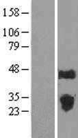 ILEI / FAM3C Protein - Western validation with an anti-DDK antibody * L: Control HEK293 lysate R: Over-expression lysate