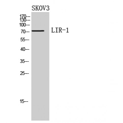 ILT2 / CD85 Antibody - Western blot of LIR-1 antibody