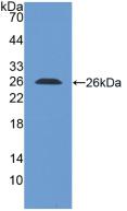 ILT2 / CD85 Antibody - Western Blot; Sample: Recombinant LILRB1, Human.