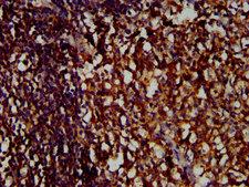 ILT2 / CD85 Antibody - Immunohistochemistry image at a dilution of 1:400 and staining in paraffin-embedded human tonsil tissue performed on a Leica BondTM system. After dewaxing and hydration, antigen retrieval was mediated by high pressure in a citrate buffer (pH 6.0) . Section was blocked with 10% normal goat serum 30min at RT. Then primary antibody (1% BSA) was incubated at 4 °C overnight. The primary is detected by a biotinylated secondary antibody and visualized using an HRP conjugated SP system.