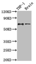 ILT2 / CD85 Antibody - Positive Western Blot detected in THP-1 whole cell lysate, Rat brain tissue. All lanes: LILRB1 antibody at 3.5 µg/ml Secondary Goat polyclonal to rabbit IgG at 1/50000 dilution. Predicted band size: 71, 72, 50 KDa. Observed band size: 71 KDa