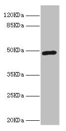 ILT3 / LILRB4 Antibody - Western blot All lanes: LILRB4 antibody at 4.39µg/ml + A549 whole cell lysate Secondary Goat polyclonal to rabbit IgG at 1/10000 dilution Predicted band size: 50 kDa Observed band size: 50 kDa