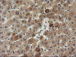 ILVBL Antibody - IHC of paraffin-embedded Human liver tissue using anti-ILVBL mouse monoclonal antibody. (Heat-induced epitope retrieval by 10mM citric buffer, pH6.0, 100C for 10min).