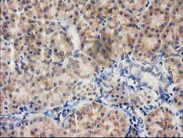 ILVBL Antibody - IHC of paraffin-embedded Human pancreas tissue using anti-ILVBL mouse monoclonal antibody. (Heat-induced epitope retrieval by 10mM citric buffer, pH6.0, 100C for 10min).