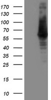 ILVBL Antibody - HEK293T cells were transfected with the pCMV6-ENTRY control (Left lane) or pCMV6-ENTRY ILVBL (Right lane) cDNA for 48 hrs and lysed. Equivalent amounts of cell lysates (5 ug per lane) were separated by SDS-PAGE and immunoblotted with anti-ILVBL.