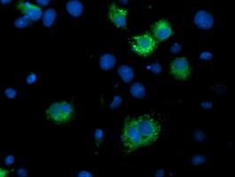 ILVBL Antibody - Anti-ILVBL mouse monoclonal antibody immunofluorescent staining of COS7 cells transiently transfected by pCMV6-ENTRY ILVBL.