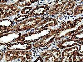 ILVBL Antibody - IHC of paraffin-embedded Human Kidney tissue using anti-ILVBL mouse monoclonal antibody.
