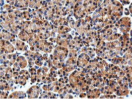 ILVBL Antibody - IHC of paraffin-embedded Human pancreas tissue using anti-ILVBL mouse monoclonal antibody.