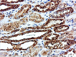 ILVBL Antibody - IHC of paraffin-embedded Human Kidney tissue using anti-ILVBL mouse monoclonal antibody.