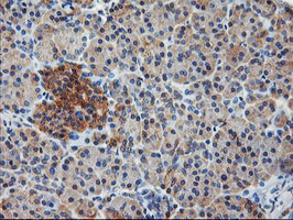 ILVBL Antibody - IHC of paraffin-embedded Human pancreas tissue using anti-ILVBL mouse monoclonal antibody.