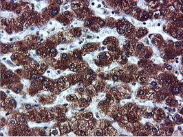 ILVBL Antibody - IHC of paraffin-embedded Human liver tissue using anti-ILVBL mouse monoclonal antibody.