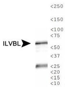 ILVBL Antibody - Western Blot: ILVBL Antibody - Analysis of ILVBL in human kidney tissue lysate.  This image was taken for the unconjugated form of this product. Other forms have not been tested.