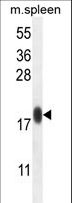 IMMP1L Antibody - IMMP1L Antibody western blot of mouse spleen tissue lysates (35 ug/lane). The IMMP1L antibody detected the IMMP1L protein (arrow).