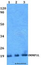 IMMP1L Antibody - Western blot of IMMP1L antibody at 1:500 dilution. Lane 1: HEK293T whole cell lysate. Lane 2: Raw264.7 whole cell lysate. Lane 3: PC12 whole cell lysate.