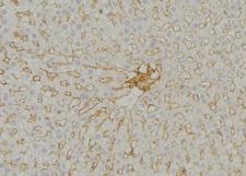 IMMP2L Antibody - 1:100 staining mouse liver tissue by IHC-P. The sample was formaldehyde fixed and a heat mediated antigen retrieval step in citrate buffer was performed. The sample was then blocked and incubated with the antibody for 1.5 hours at 22°C. An HRP conjugated goat anti-rabbit antibody was used as the secondary.