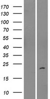 IMMP2L Protein - Western validation with an anti-DDK antibody * L: Control HEK293 lysate R: Over-expression lysate