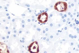 Product - Kidney: PGP 9.5 (m), ImmPRESS™ Anti-Mouse Ig Kit, ImmPACT™ NovaRED® (red) substrate. Hematoxylin QS (blue) counterstain.