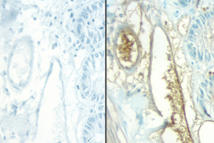 Product - No Primary negative controls of rat intestine stained with a rat adsorbed or non-rat adsorbed ImmPRESS™ Anti-Mouse Ig Kit. ImmPRESS™ Anti-Mouse Ig Kit (Rat Adsorbed), left, ImmPRESS™ Anti-Mouse Ig (non-rat adsorbed), right, DAB (brown) Substrate Kit. 