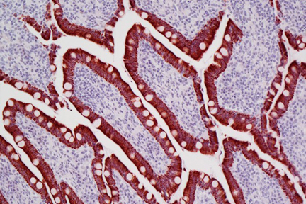 Product - Dog intestine stained with mouse antibody against multi-cytokeratin and detected with ImmPRESS™ VR HRP Anti-Mouse IgG and Vector® NovaRED® Substrate. Counterstained with Vector® Hematoxylin QS.