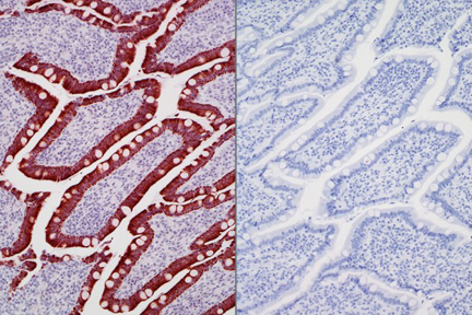 Product - Left: Dog intestine stained with mouse antibody against multi-cytokeratin and detected with ImmPRESS™ VR HRP Anti-Mouse IgG and Vector® NovaRED® Substrate. Counterstained with Vector® Hematoxylin QS. Right: No mouse primary antibody negative control section displaying no background.