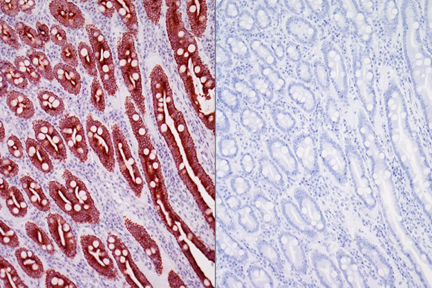 Product - Left: Dog intestine stained with mouse antibody against multi-cytokeratin and detected with ImmPRESS™ VR HRP Anti-Mouse IgG and Vector® NovaRED® Substrate. Counterstained with Vector® Hematoxylin QS. Right: No mouse primary antibody negative control section displaying no background.