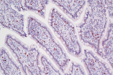 Product - Dog intestine stained with rabbit antibody against Ki67 and detected with ImmPRESS™ VR HRP Anti-Rabbit IgG and Vector® NovaRED® Substrate. Counterstained with Hematoxylin QS.