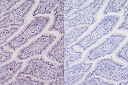 Product - Left: Dog intestine stained with rabbit antibody against Ki67 and detected with ImmPRESS™ VR HRP Anti-Rabbit IgG and Vector® NovaRED® Substrate. Counterstained with Hematoxylin QS. Right. No primary antibody negative control section displaying no background.