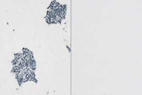 Product - Left. Dog Pancreas stained with rabbit monoclonal antibody against synaptophysin and detected with ImmPRESS™ VR HRP Anti-Rabbit IgG and Vector® SG Substrate. Right: No rabbit primary antibody negative control section displaying no background.