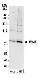 IMMT / Mitofilin Antibody - Detection of human IMMT by western blot. Samples: Whole cell lysate (50 µg) from HeLa and 293T cells prepared using NETN lysis buffer. Antibody: Affinity purified rabbit anti-IMMT antibody used for WB at 0.1 µg/ml. Detection: Chemiluminescence with an exposure time of 3 minutes.